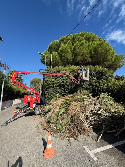 Transplantation d’un olivier centenaire  (3)